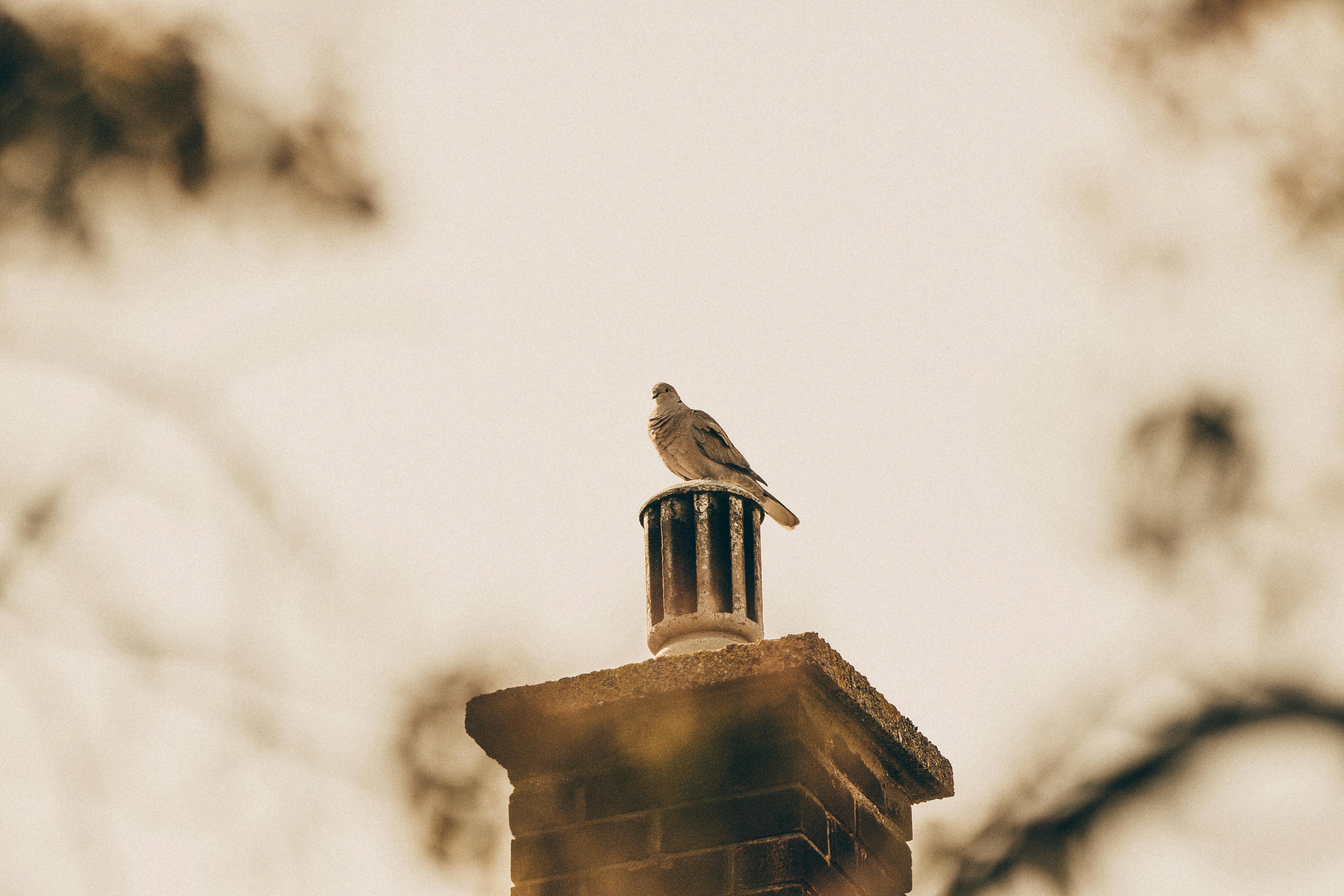Professional Chimney Cap Installation Services in Fox Lake, IL Expert Chimney Cap Installation in Fox Lake, Illinois
